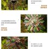 【拉烏好物】大型地插式 雙面太陽能鐵藝風車 自轉 悠活